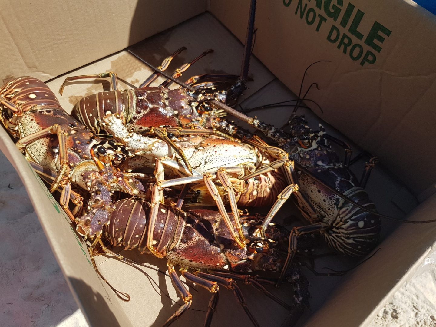 Erfahrung Bewertung Kritik Salt Life Tours Antigua Lobster Foodblog Sternestulle